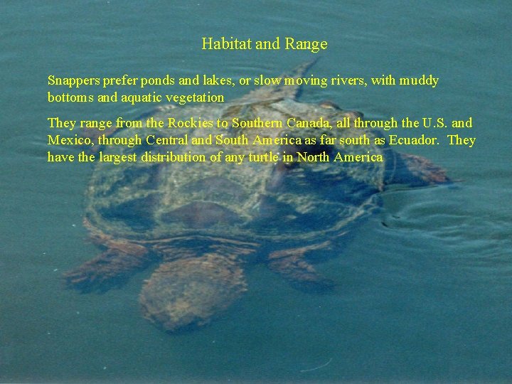 Habitat and Range Snappers prefer ponds and lakes, or slow moving rivers, with muddy