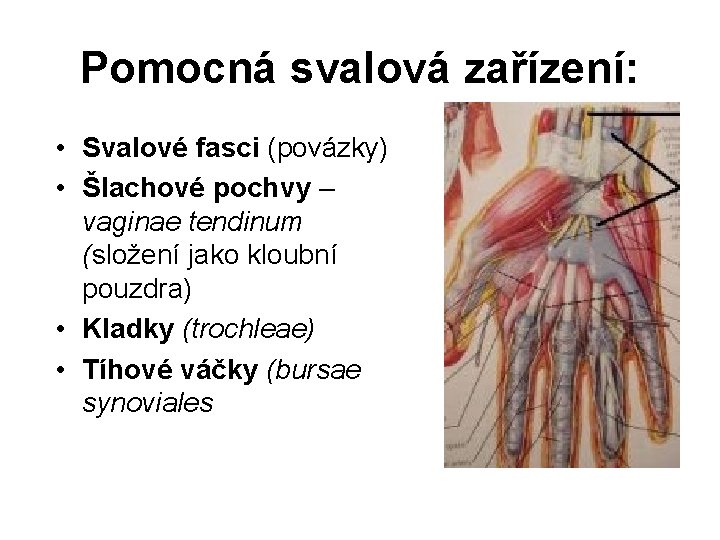 Pomocná svalová zařízení: • Svalové fasci (povázky) • Šlachové pochvy – vaginae tendinum (složení