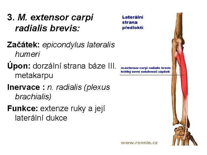 3. M. extensor carpi radialis brevis: Začátek: epicondylus lateralis humeri Úpon: dorzální strana báze