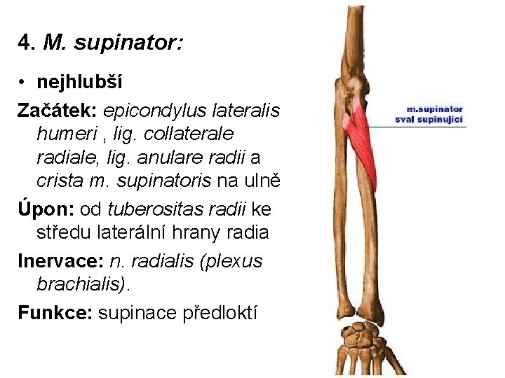 4. M. supinator: • nejhlubší Začátek: epicondylus lateralis humeri , lig. collaterale radiale, lig.
