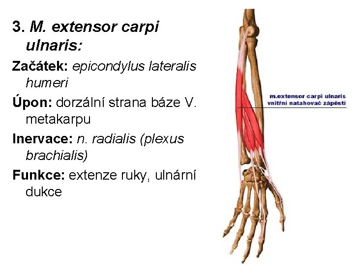 3. M. extensor carpi ulnaris: Začátek: epicondylus lateralis humeri Úpon: dorzální strana báze V.