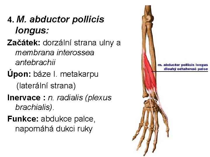 4. M. abductor pollicis longus: Začátek: dorzální strana ulny a membrana interossea antebrachii Úpon: