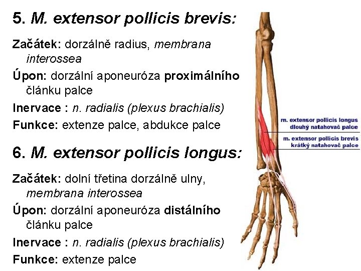 5. M. extensor pollicis brevis: Začátek: dorzálně radius, membrana interossea Úpon: dorzální aponeuróza proximálního