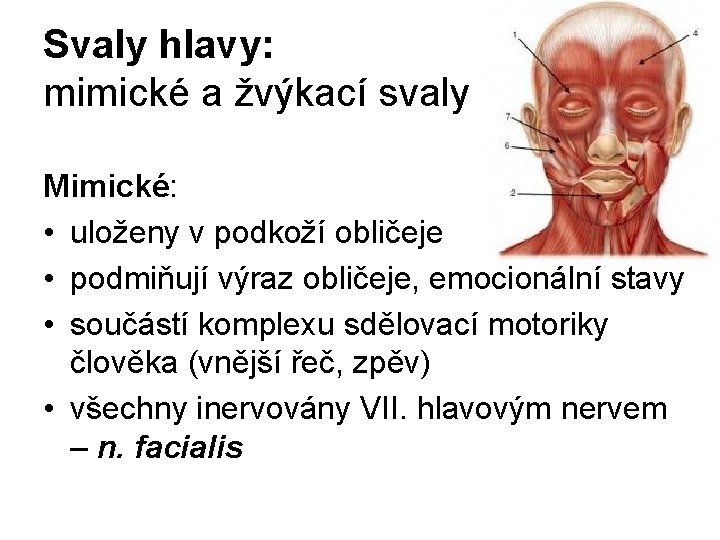 Svaly hlavy: mimické a žvýkací svaly Mimické: • uloženy v podkoží obličeje • podmiňují