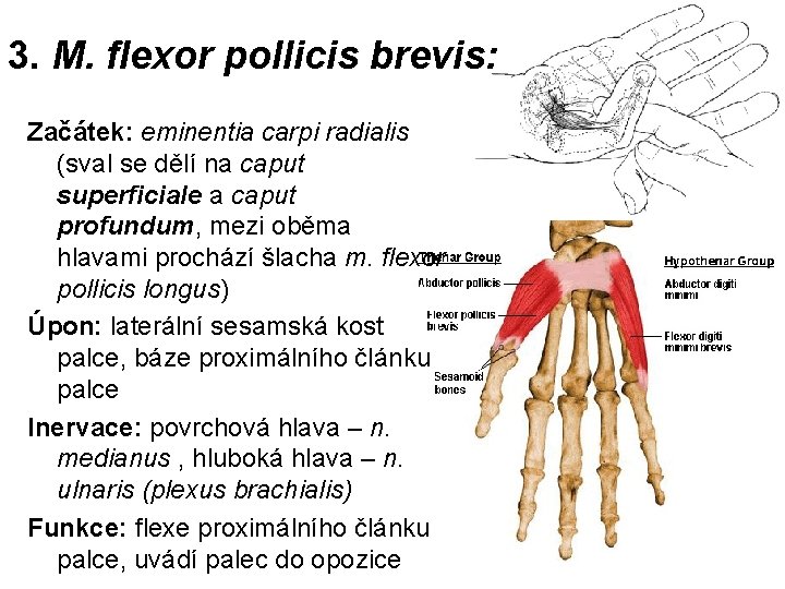 3. M. flexor pollicis brevis: Začátek: eminentia carpi radialis (sval se dělí na caput