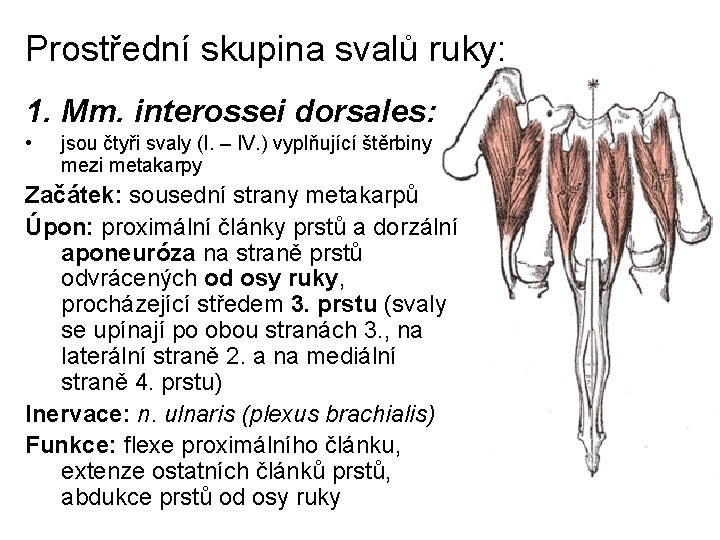 Prostřední skupina svalů ruky: 1. Mm. interossei dorsales: • jsou čtyři svaly (I. –
