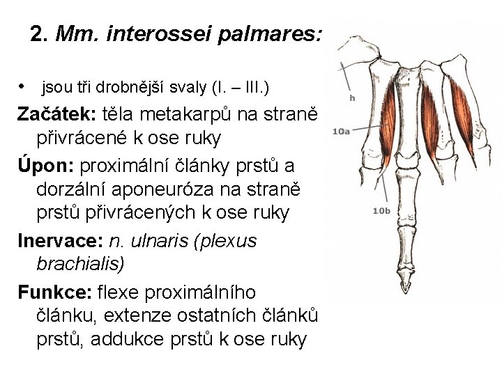 2. Mm. interossei palmares: • jsou tři drobnější svaly (I. – III. ) Začátek: