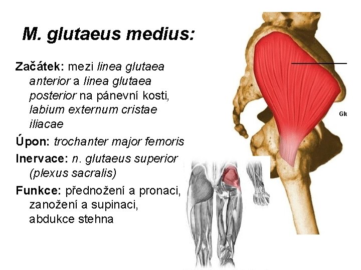 M. glutaeus medius: Začátek: mezi linea glutaea anterior a linea glutaea posterior na pánevní