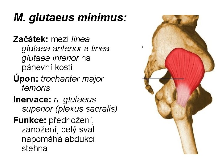 M. glutaeus minimus: Začátek: mezi linea glutaea anterior a linea glutaea inferior na pánevní