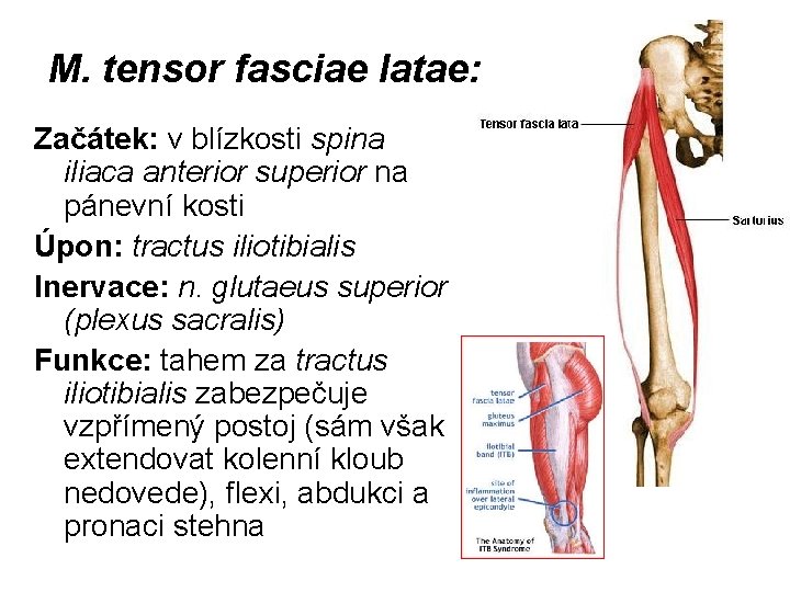 M. tensor fasciae latae: Začátek: v blízkosti spina iliaca anterior superior na pánevní kosti