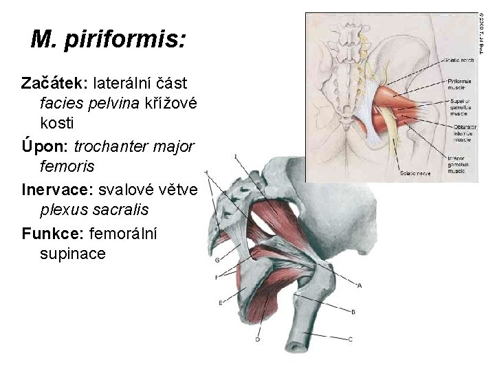 M. piriformis: Začátek: laterální část facies pelvina křížové kosti Úpon: trochanter major femoris Inervace: