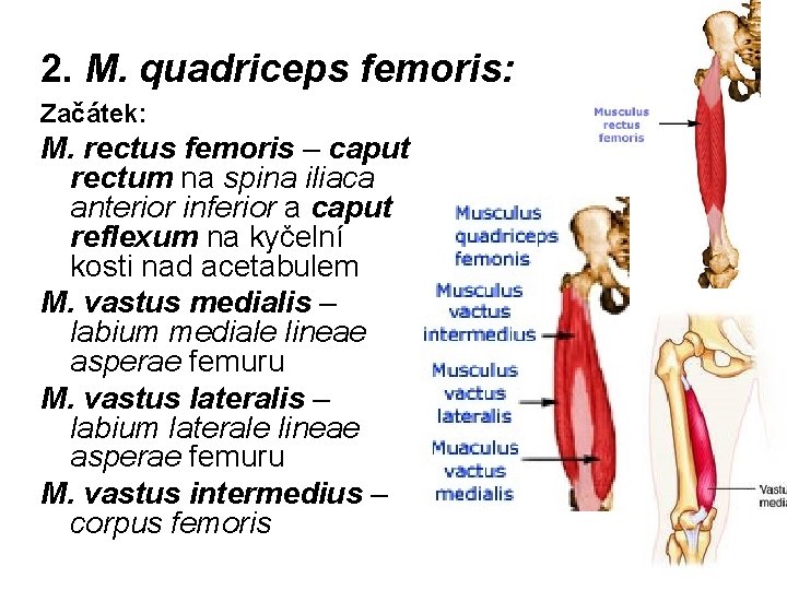 2. M. quadriceps femoris: Začátek: M. rectus femoris – caput rectum na spina iliaca