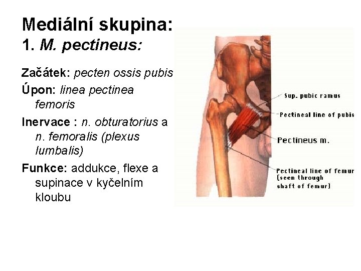 Mediální skupina: 1. M. pectineus: Začátek: pecten ossis pubis Úpon: linea pectinea femoris Inervace