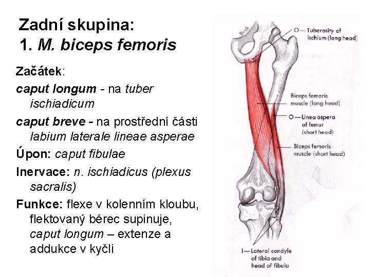 Zadní skupina: 1. M. biceps femoris Začátek: caput longum - na tuber ischiadicum caput