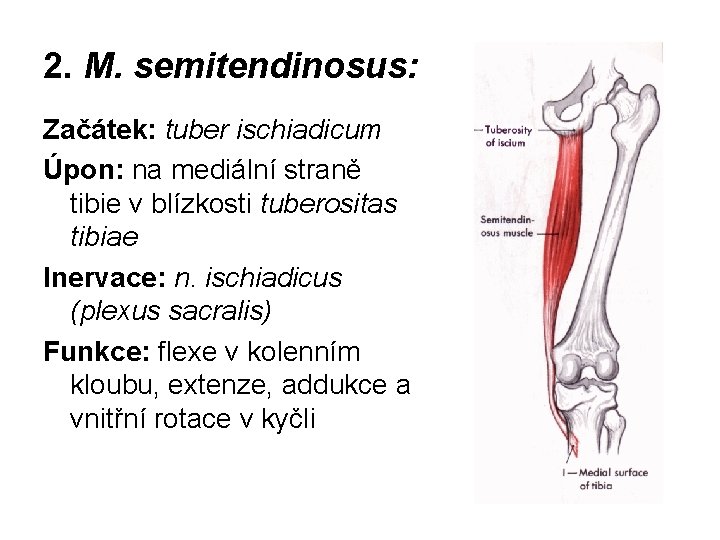 2. M. semitendinosus: Začátek: tuber ischiadicum Úpon: na mediální straně tibie v blízkosti tuberositas