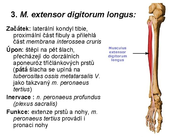 3. M. extensor digitorum longus: Začátek: laterální kondyl tibie, proximální část fibuly a přilehlá