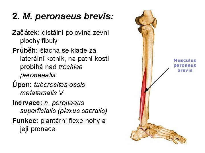 2. M. peronaeus brevis: Začátek: distální polovina zevní plochy fibuly Průběh: šlacha se klade