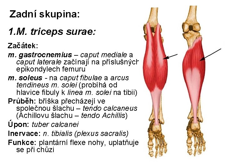 Zadní skupina: 1. M. triceps surae: Začátek: m. gastrocnemius – caput mediale a caput