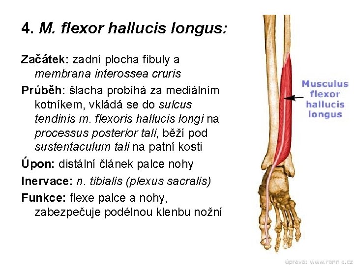 4. M. flexor hallucis longus: Začátek: zadní plocha fibuly a membrana interossea cruris Průběh: