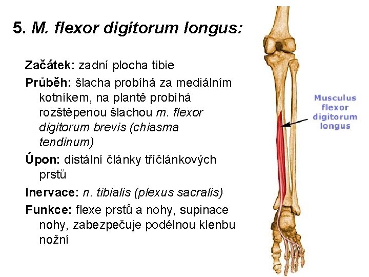 5. M. flexor digitorum longus: Začátek: zadní plocha tibie Průběh: šlacha probíhá za mediálním