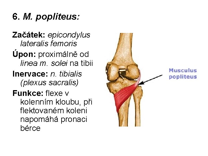 6. M. popliteus: Začátek: epicondylus lateralis femoris Úpon: proximálně od linea m. solei na