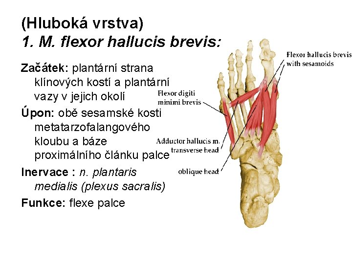 (Hluboká vrstva) 1. M. flexor hallucis brevis: Začátek: plantární strana klínových kostí a plantární