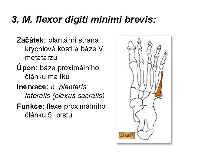 3. M. flexor digiti minimi brevis: Začátek: plantární strana krychlové kosti a báze V.