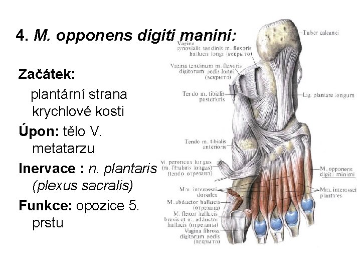 4. M. opponens digiti manini: Začátek: plantární strana krychlové kosti Úpon: tělo V. metatarzu