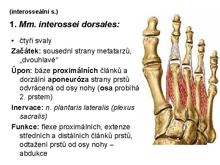 (interosseální s. ) 1. Mm. interossei dorsales: • čtyři svaly Začátek: sousední strany metatarzů,
