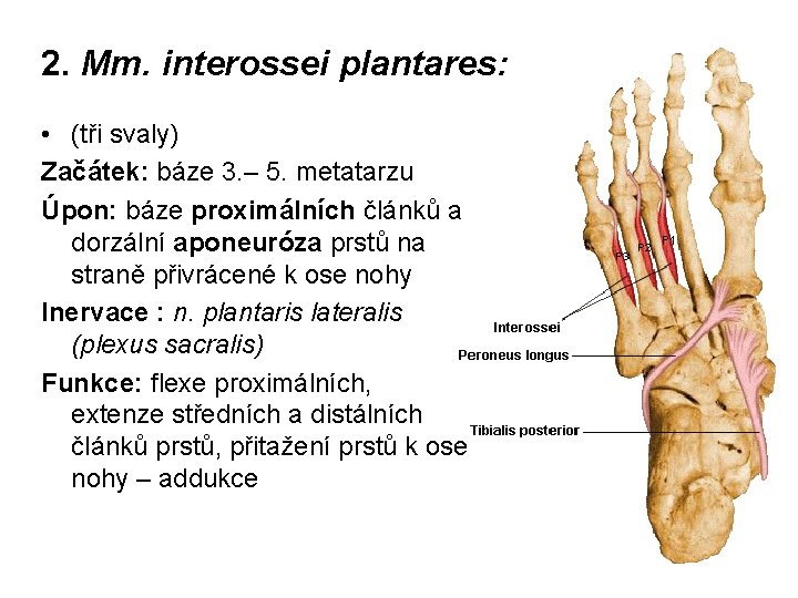 2. Mm. interossei plantares: • (tři svaly) Začátek: báze 3. – 5. metatarzu Úpon: