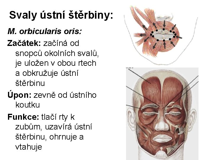 Svaly ústní štěrbiny: M. orbicularis oris: Začátek: začíná od snopců okolních svalů, je uložen