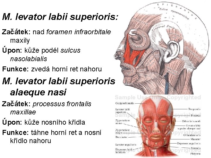 M. levator labii superioris: Začátek: nad foramen infraorbitale maxily Úpon: kůže podél sulcus nasolabialis