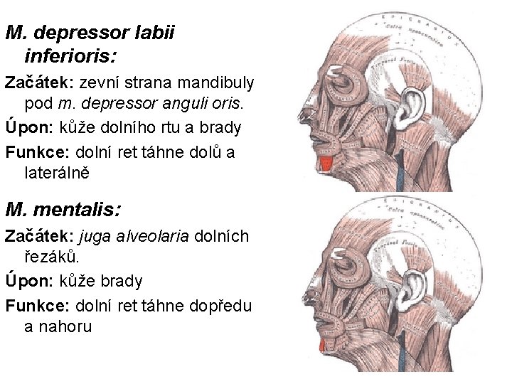 M. depressor labii inferioris: Začátek: zevní strana mandibuly pod m. depressor anguli oris. Úpon: