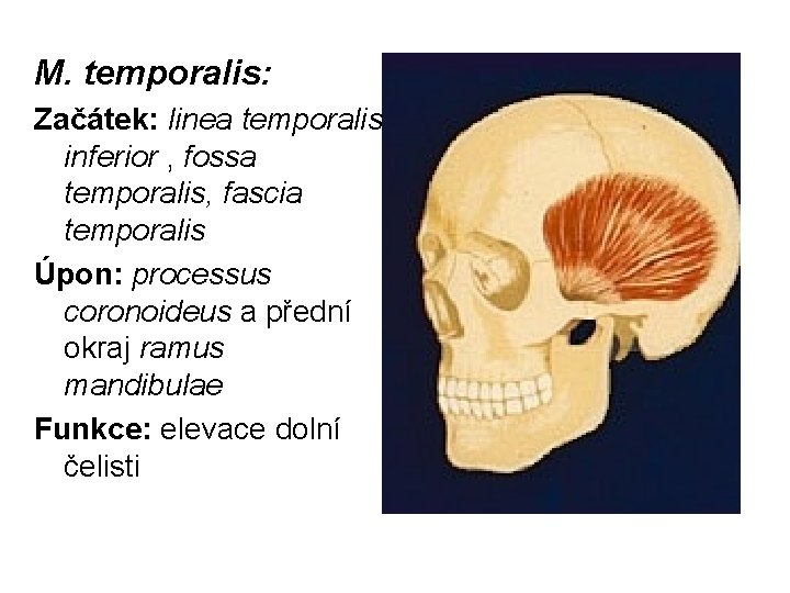 M. temporalis: Začátek: linea temporalis inferior , fossa temporalis, fascia temporalis Úpon: processus coronoideus