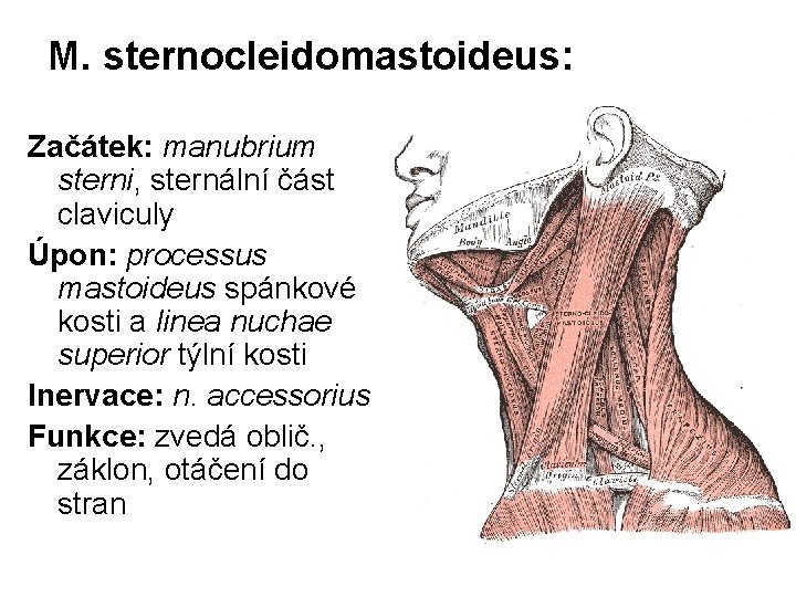 M. sternocleidomastoideus: Začátek: manubrium sterni, sternální část claviculy Úpon: processus mastoideus spánkové kosti a