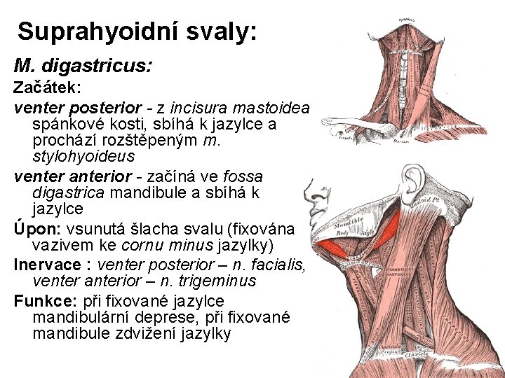 Suprahyoidní svaly: M. digastricus: Začátek: venter posterior - z incisura mastoidea spánkové kosti, sbíhá