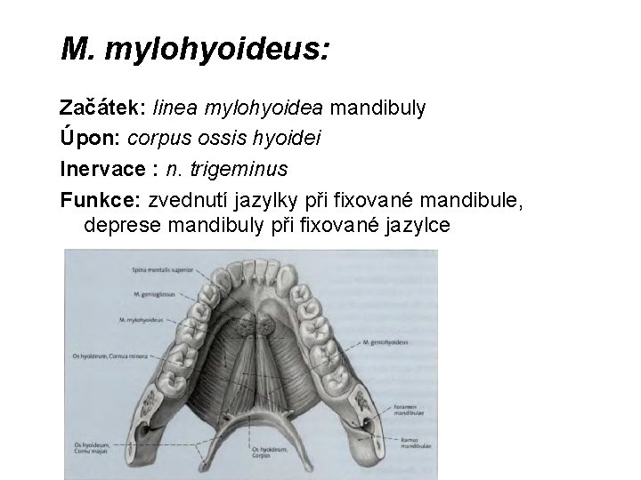 M. mylohyoideus: Začátek: linea mylohyoidea mandibuly Úpon: corpus ossis hyoidei Inervace : n. trigeminus