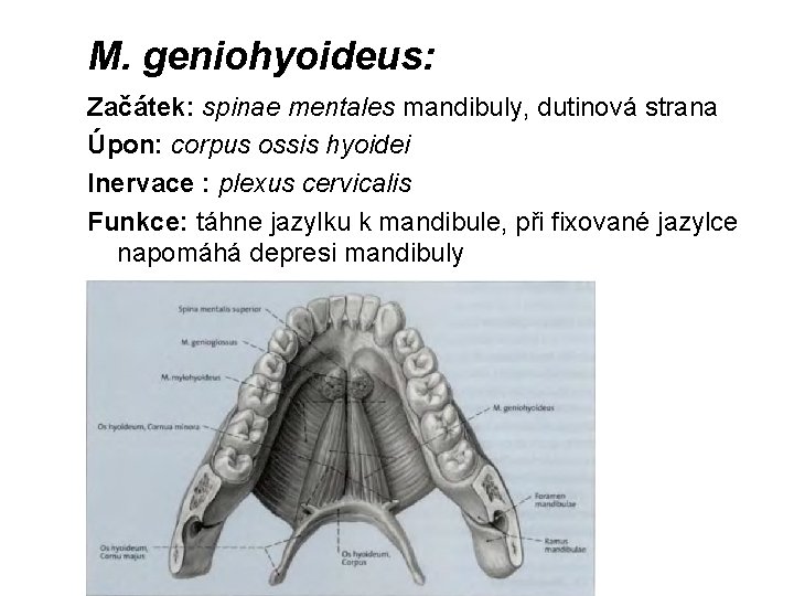 M. geniohyoideus: Začátek: spinae mentales mandibuly, dutinová strana Úpon: corpus ossis hyoidei Inervace :