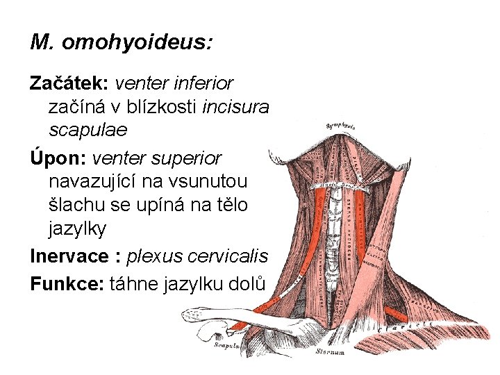 M. omohyoideus: Začátek: venter inferior začíná v blízkosti incisura scapulae Úpon: venter superior navazující