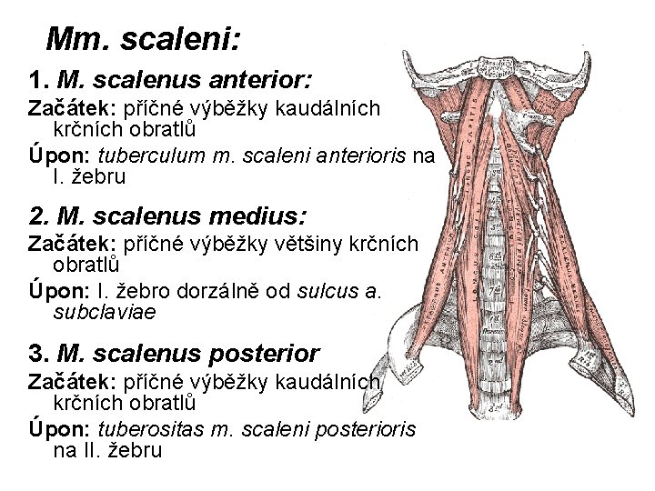 Mm. scaleni: 1. M. scalenus anterior: Začátek: příčné výběžky kaudálních krčních obratlů Úpon: tuberculum