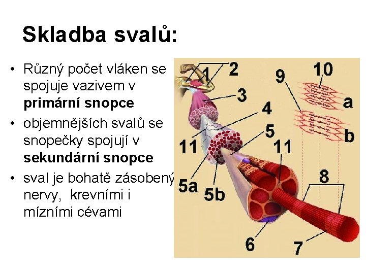 Skladba svalů: • Různý počet vláken se spojuje vazivem v primární snopce • objemnějších