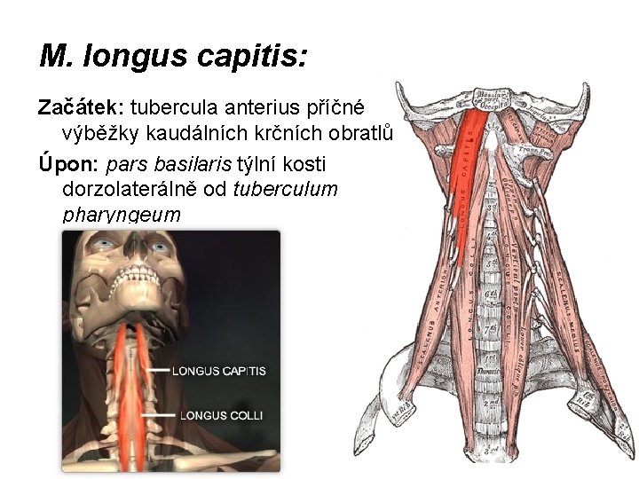 M. longus capitis: Začátek: tubercula anterius příčné výběžky kaudálních krčních obratlů Úpon: pars basilaris