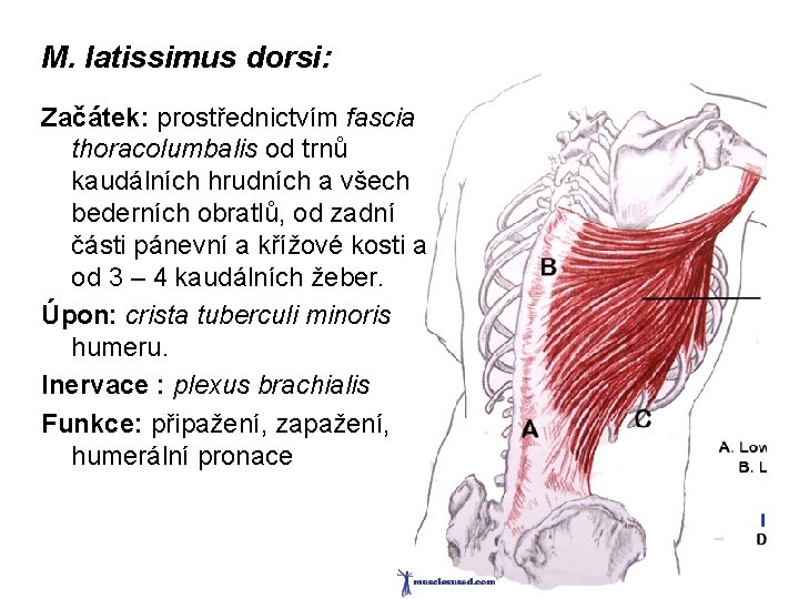 M. latissimus dorsi: Začátek: prostřednictvím fascia thoracolumbalis od trnů kaudálních hrudních a všech bederních