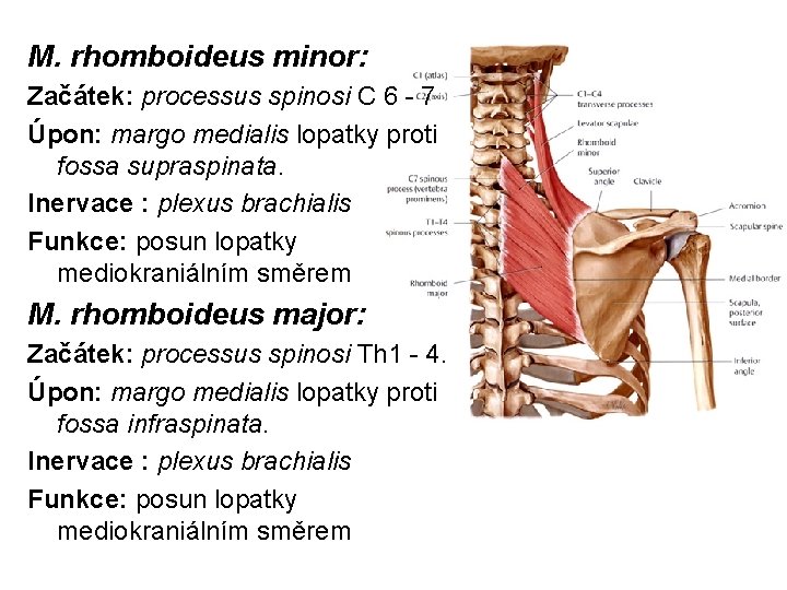 M. rhomboideus minor: Začátek: processus spinosi C 6 - 7 Úpon: margo medialis lopatky