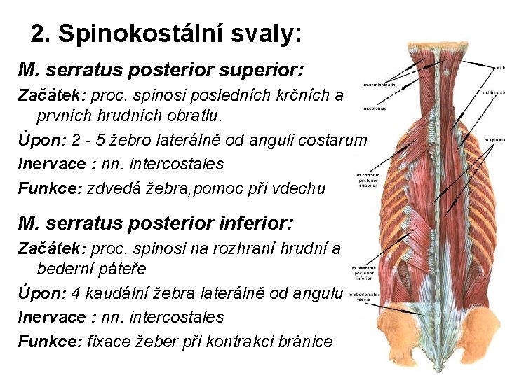 2. Spinokostální svaly: M. serratus posterior superior: Začátek: proc. spinosi posledních krčních a prvních