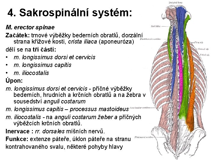 4. Sakrospinální systém: M. erector spinae Začátek: trnové výběžky bederních obratlů, dorzální strana křížové