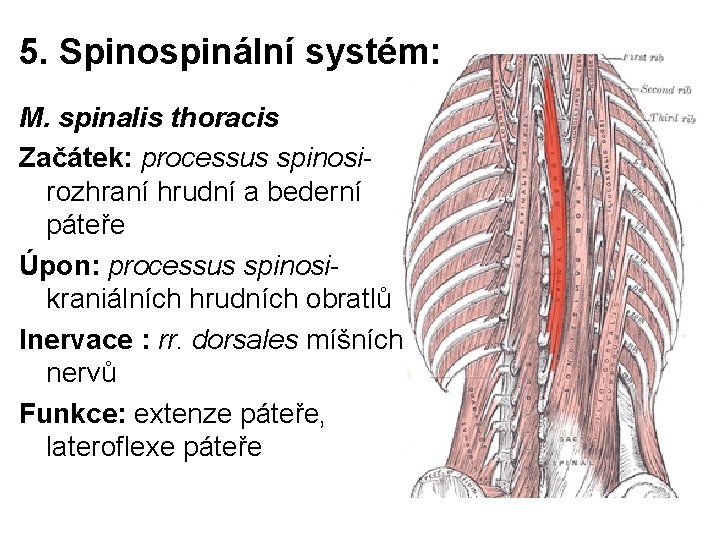 5. Spinospinální systém: M. spinalis thoracis Začátek: processus spinosirozhraní hrudní a bederní páteře Úpon:
