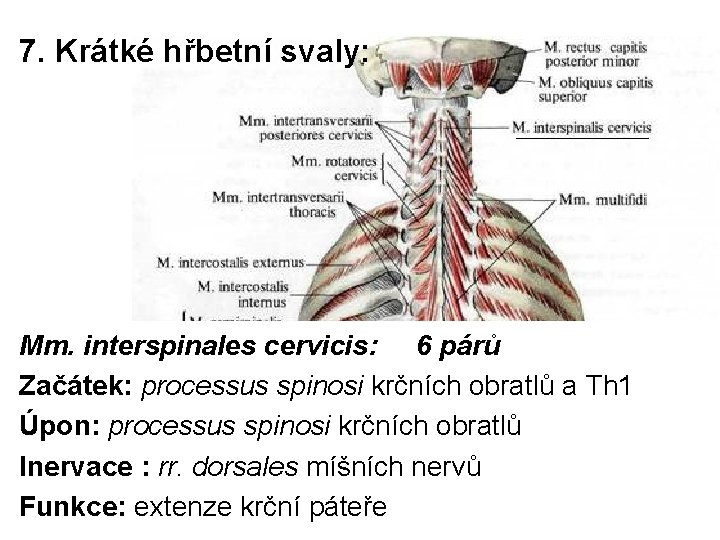 7. Krátké hřbetní svaly: Mm. interspinales cervicis: 6 párů Začátek: processus spinosi krčních obratlů