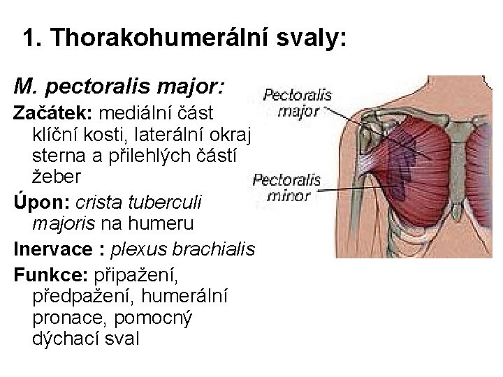 1. Thorakohumerální svaly: M. pectoralis major: Začátek: mediální část klíční kosti, laterální okraj sterna