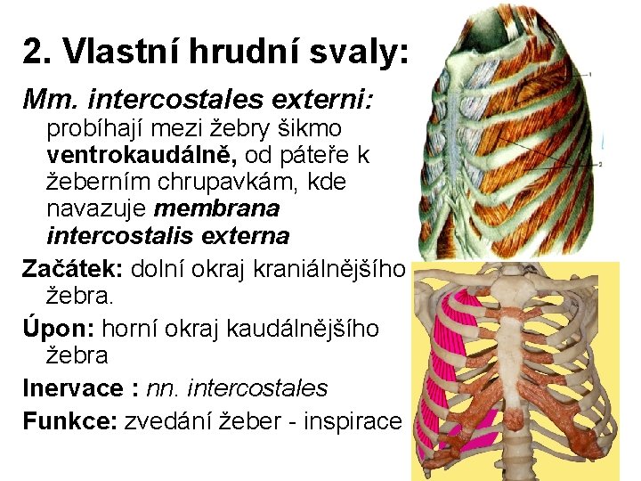 2. Vlastní hrudní svaly: Mm. intercostales externi: probíhají mezi žebry šikmo ventrokaudálně, od páteře